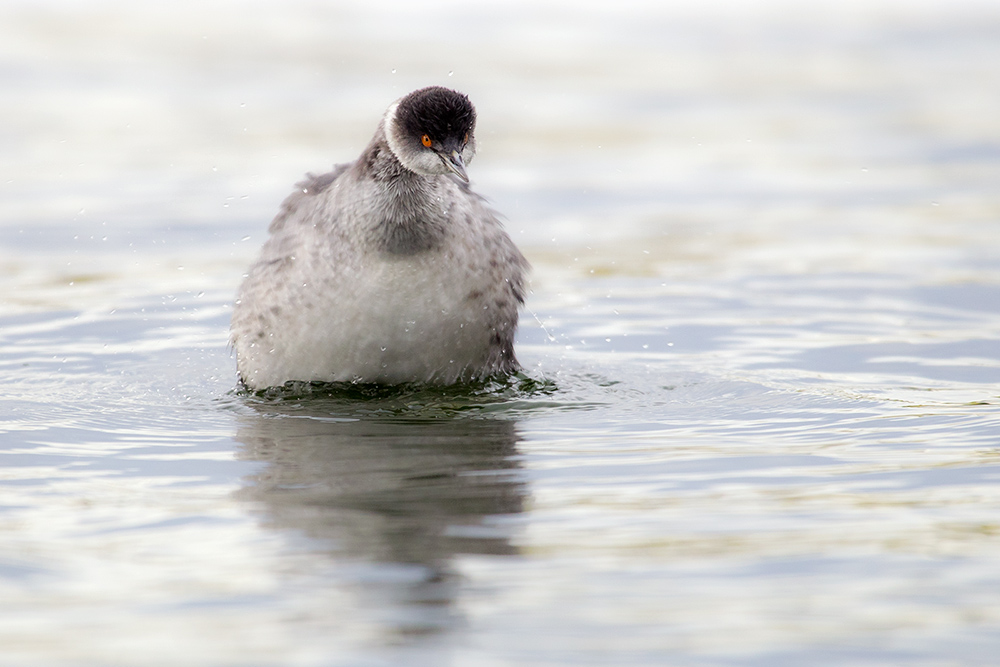 Schwarzhalstaucher (Podiceps nigricollis)