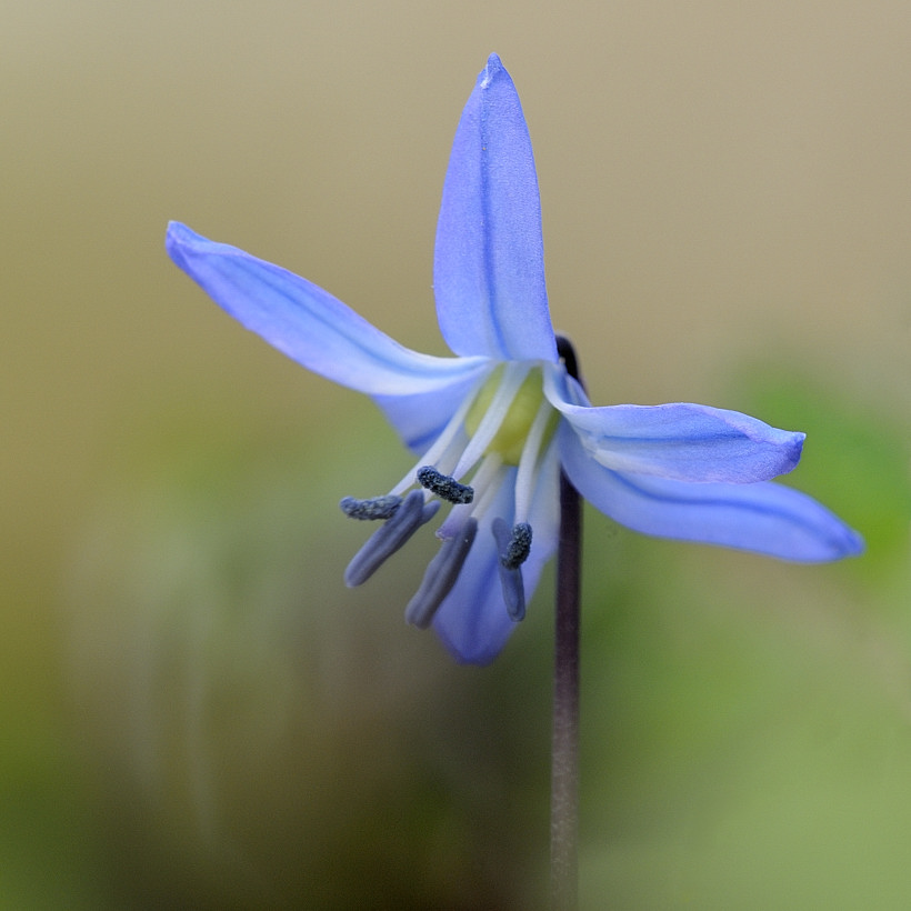 Blaustern