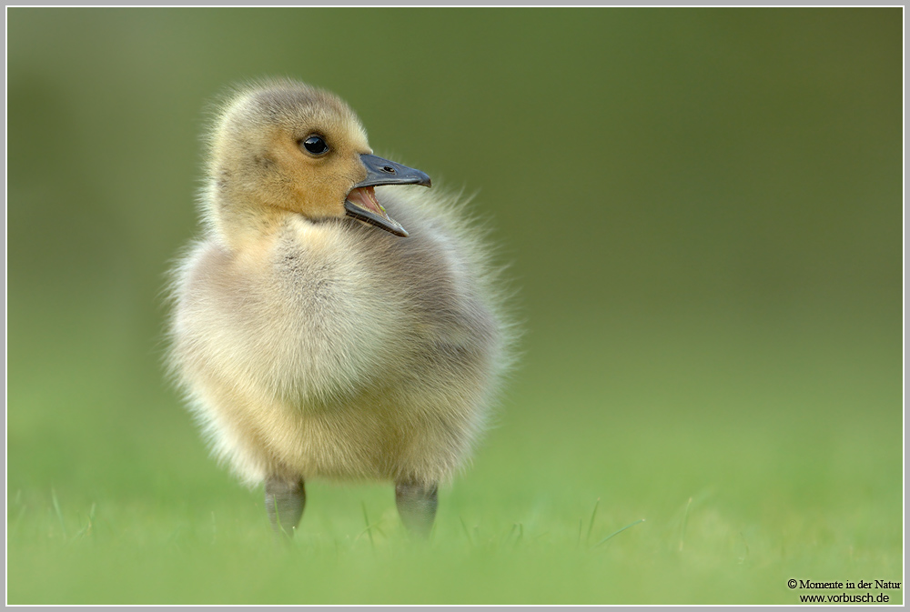 Kanadagans (Branta canadensis)