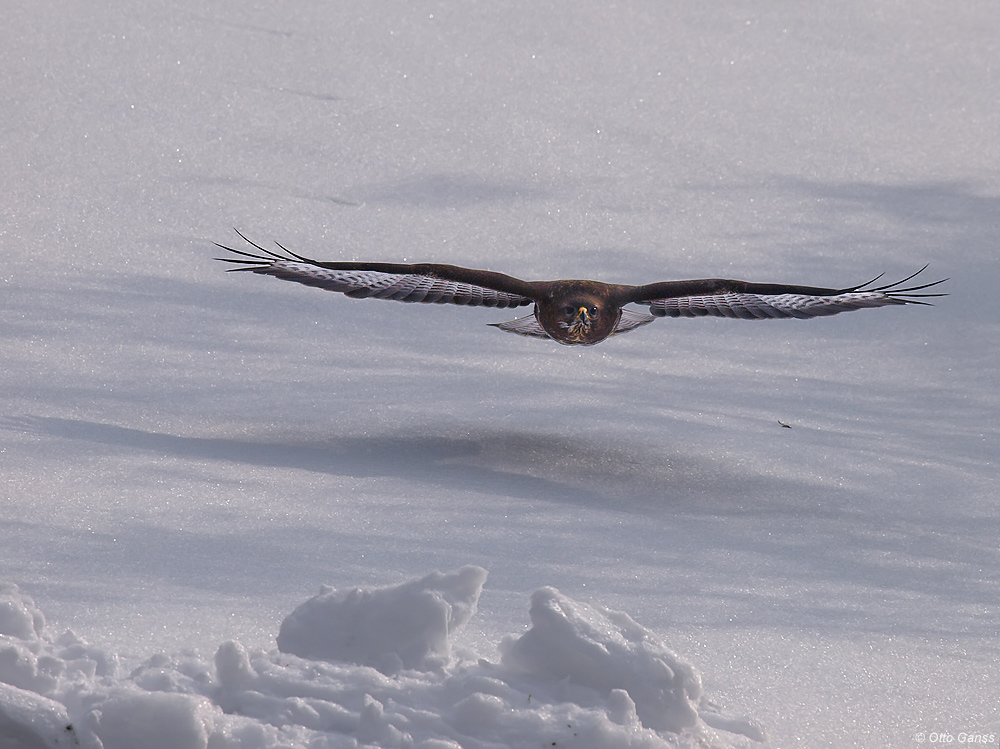 Mäusebussard (Buteo buteo)