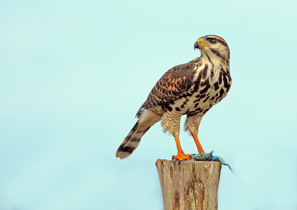 Breitschwingenbussard