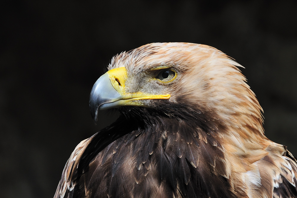 Kaiseradler