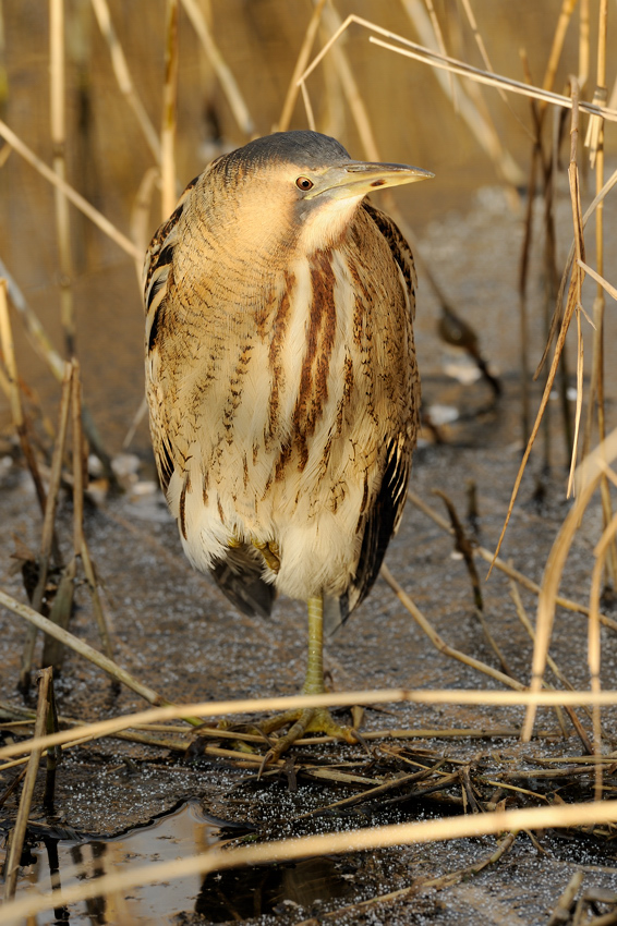 Rohrdommel Einbein