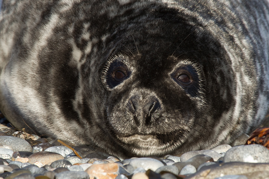 Portrait einer jungen Kegelrobbe (Halichoerus grypus)