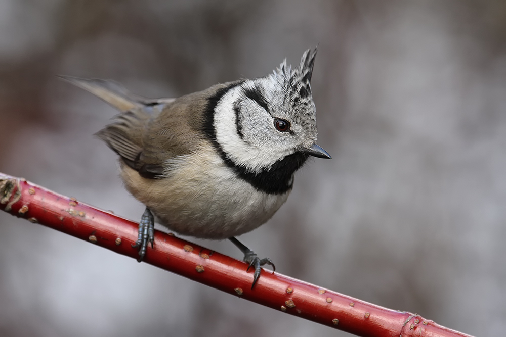 Haubenmeise (Lophophanes cristatus)