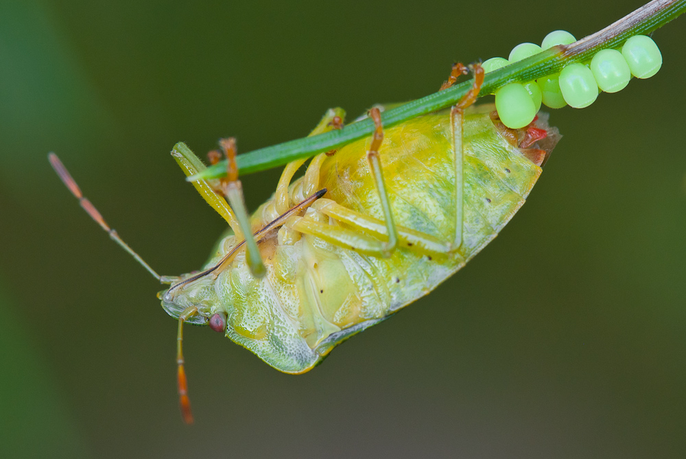 Palomena prasina