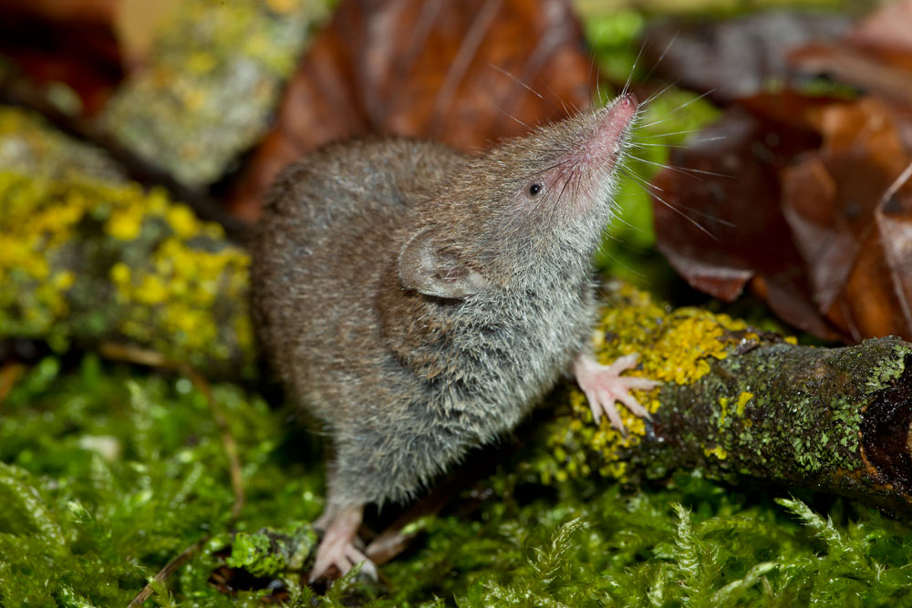 Hausspitzmaus - Greater White-toothed Shrew