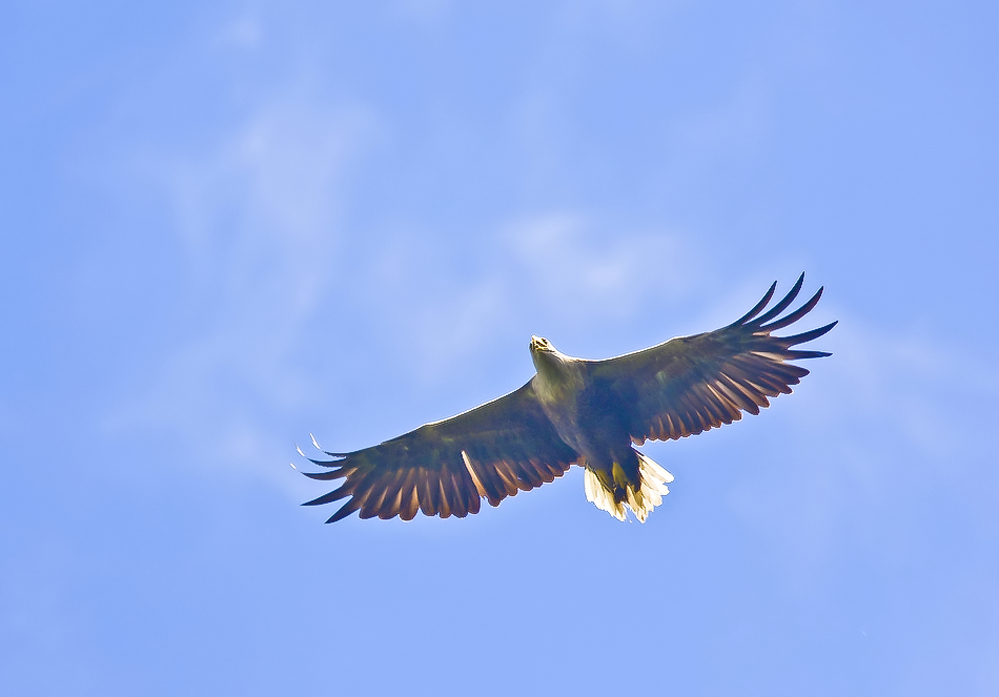 Seeadler....