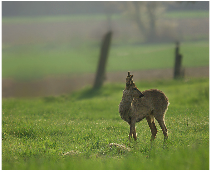 Der Hirsch des kleinen Mannes