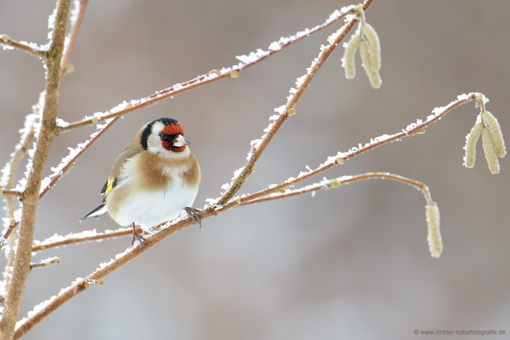 Wann wird es endlich wieder Winter