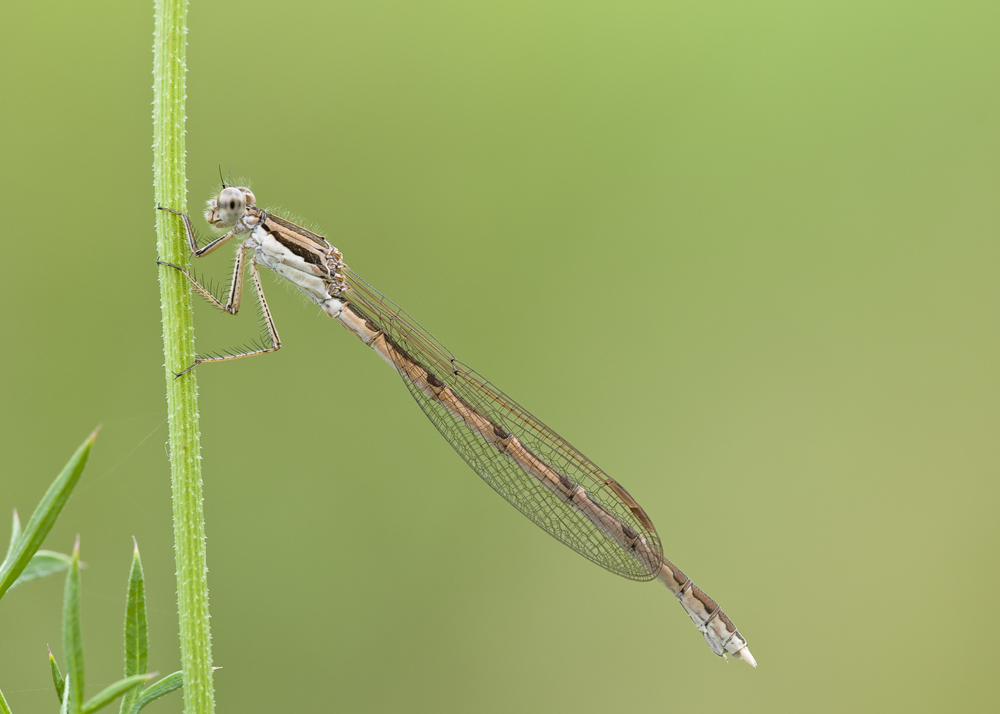 Gemeine Winterlibelle(Sympecma fusca)