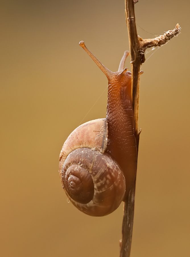 Schnecke im Morgenlicht