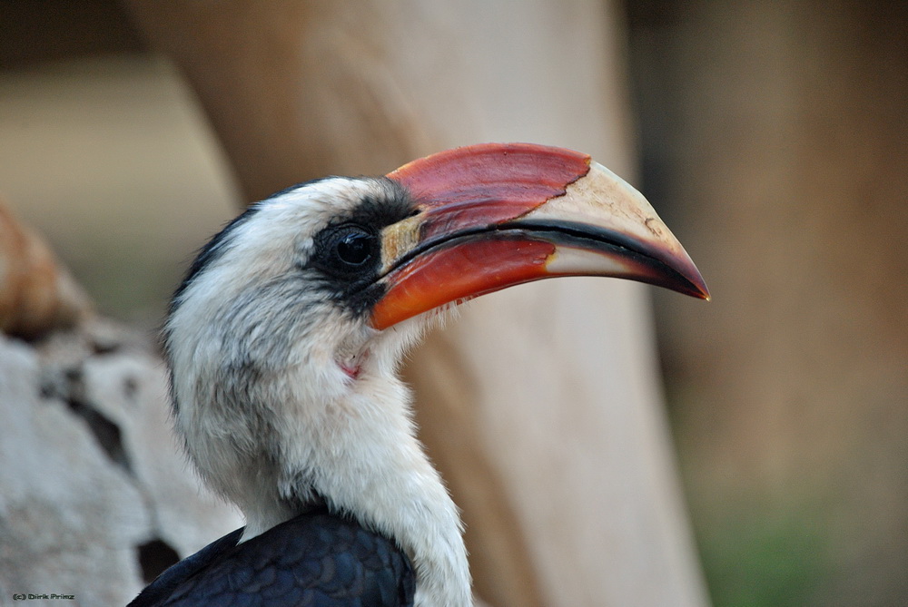 Rotschnabeltoko (Tockus erythrorhynchus)