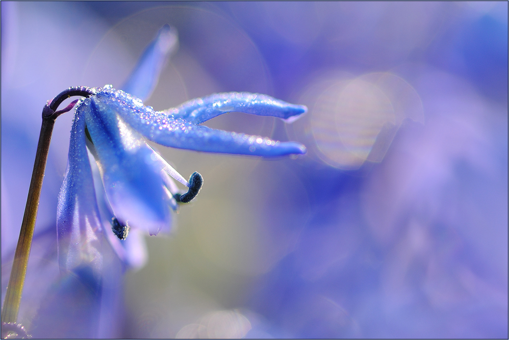 ~ Blaustern ~