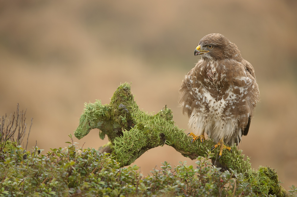 Buzzard on mossy perch