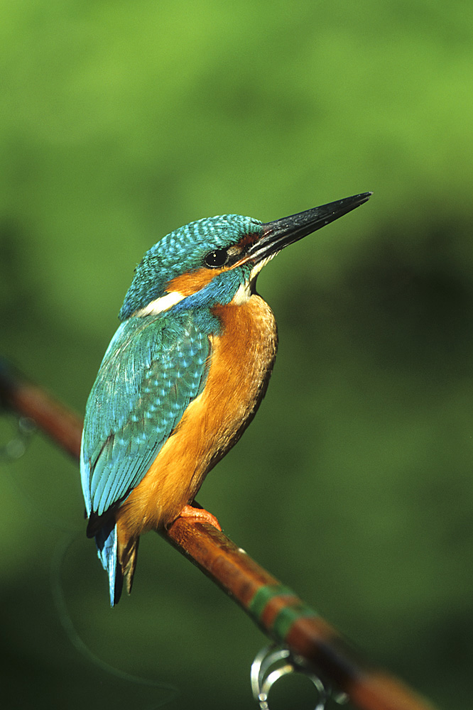 Eisvogel auf Angelrute