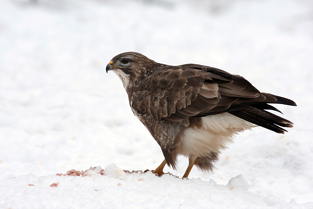 Buteo Buteo