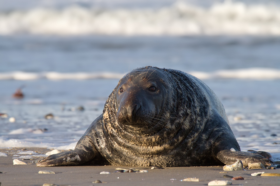 Kegelrobbenbulle (Halichoerus grypus)...