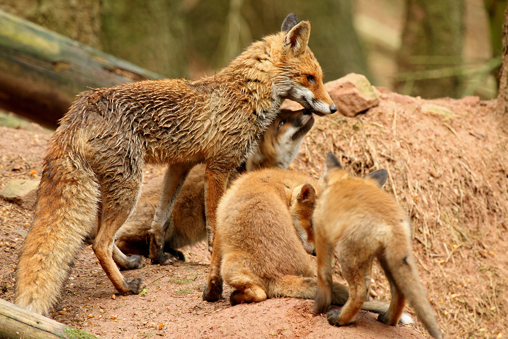 Familienbande