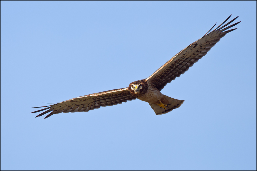 Hudsonweihe - Northern Harrier
