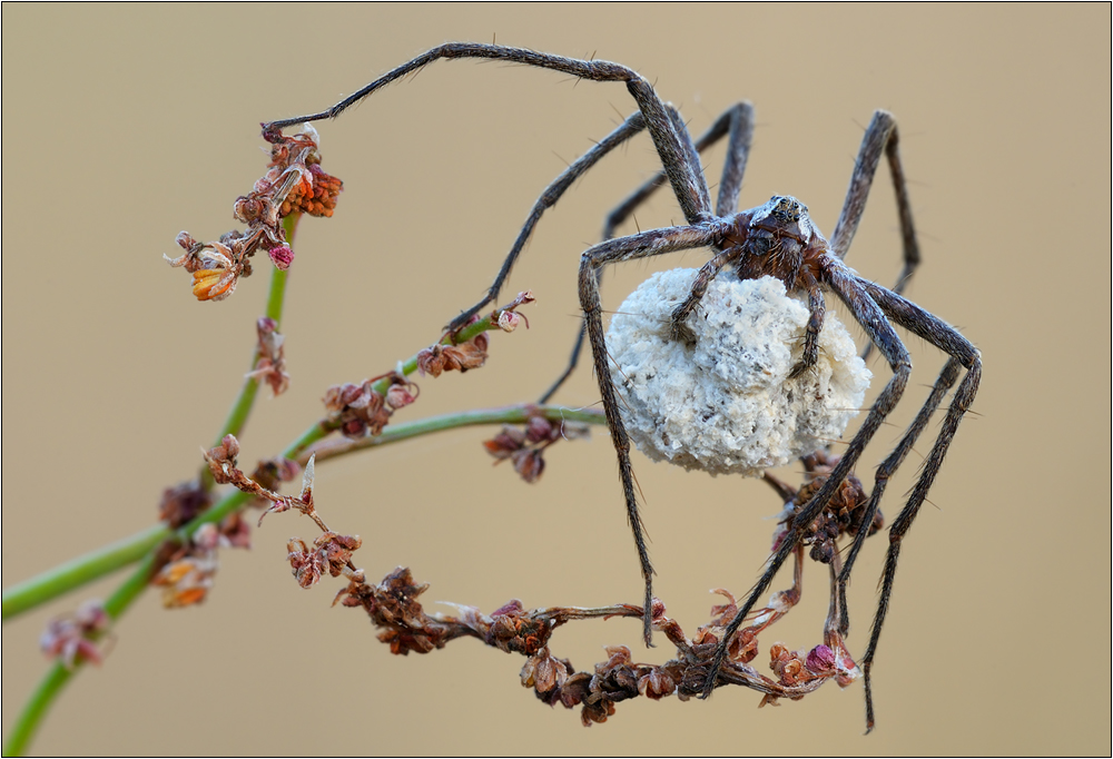 Listspinne - Pisaura mirabilis