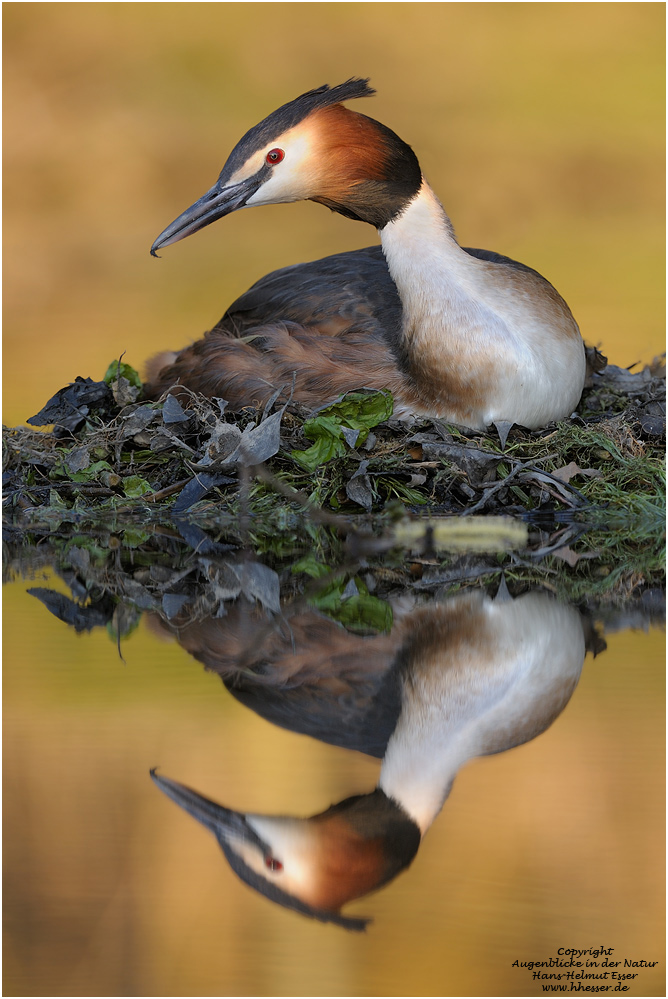 Haubentaucher (podiceps cristatus)