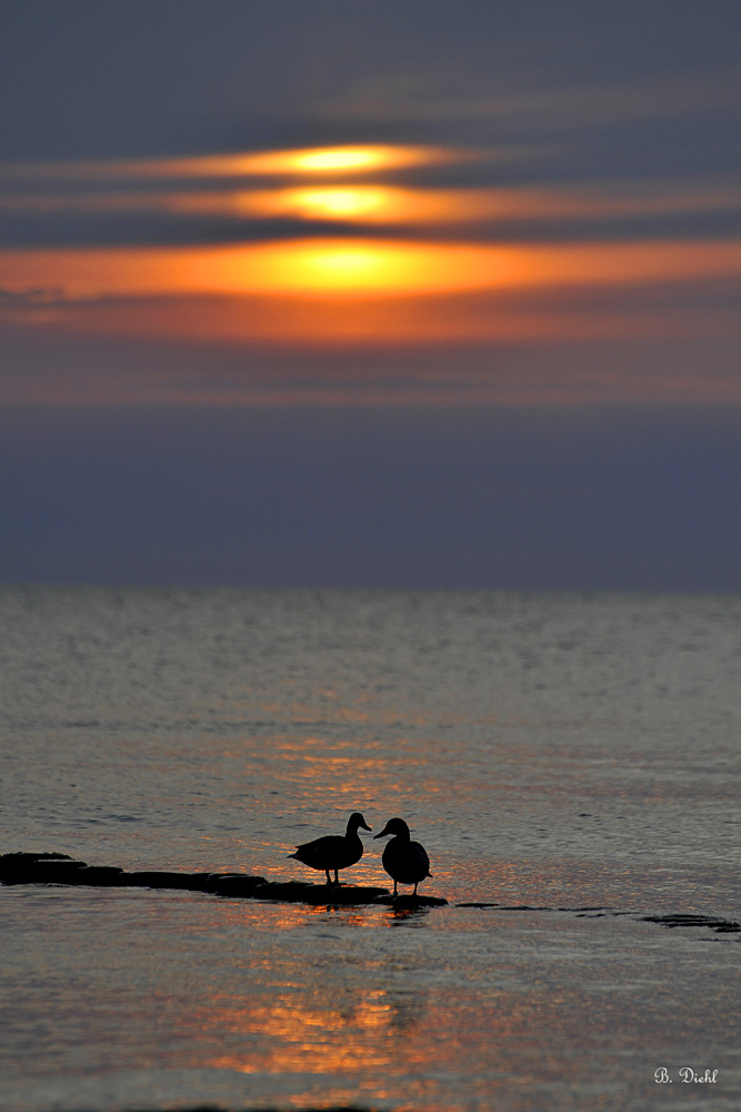 Enten im Sonnenuntergang