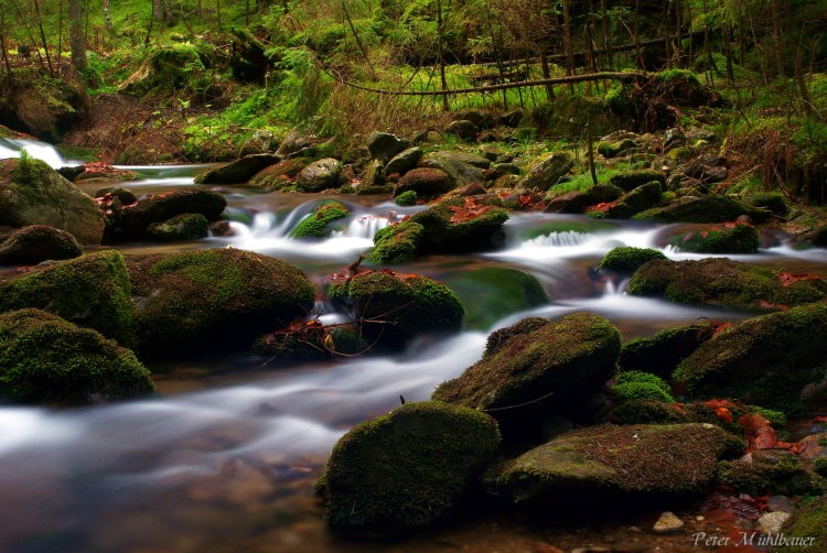 Bachlauf - Natur im Fluss