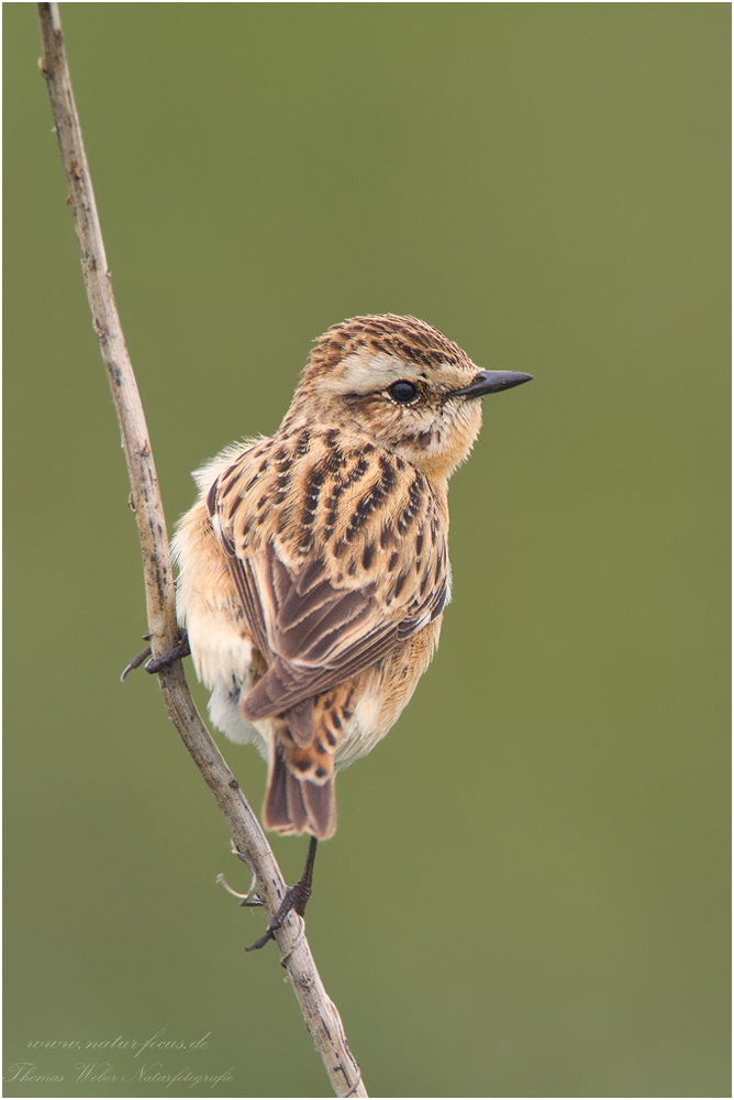 Braunkehlchen (Saxicola rubetra)