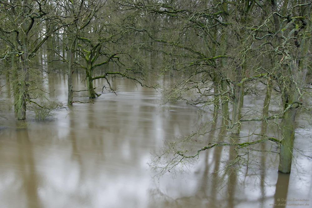 Land Unter im Auwald #2