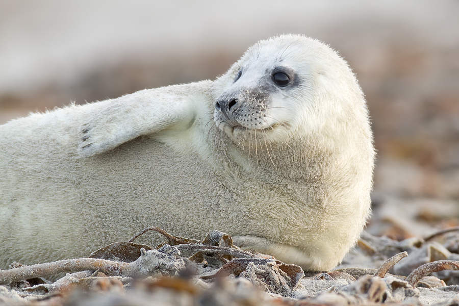 junge Kegelrobbe (Halichoerus grypus)