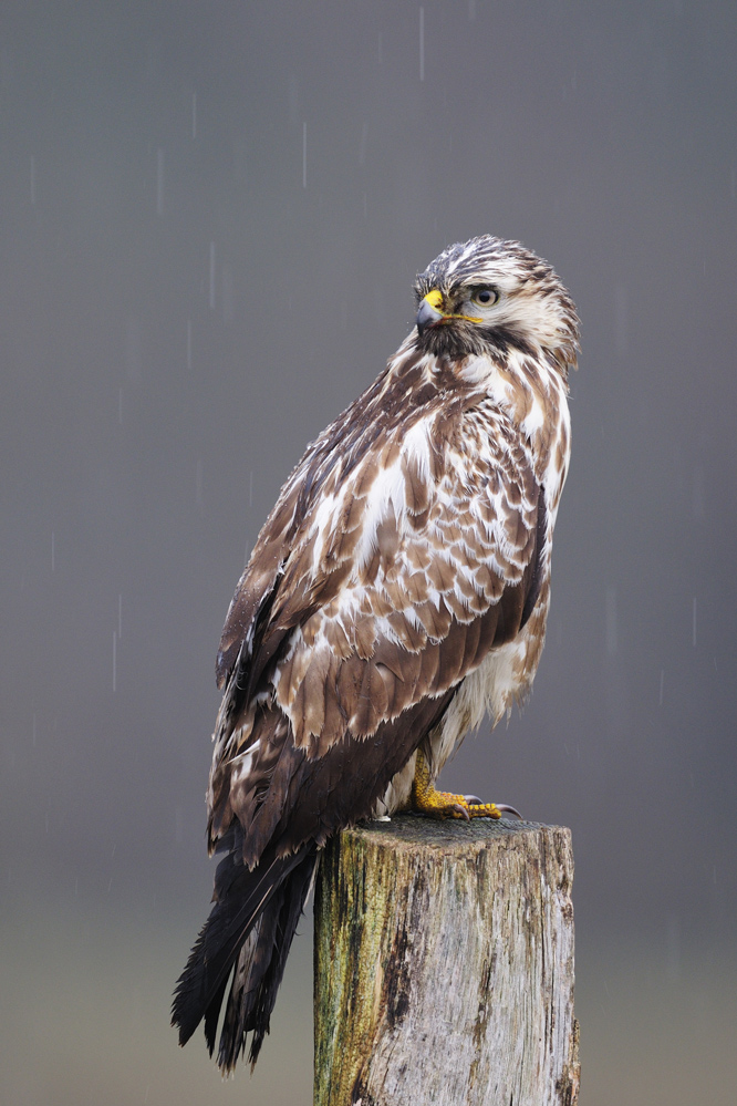 Mäusebussard (buteo buteo)