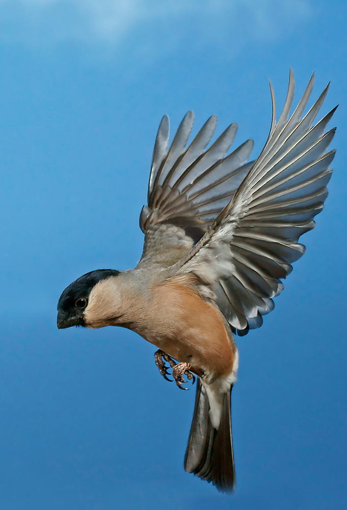 Dompfaff Weibchen (Forum für Naturfotografen)