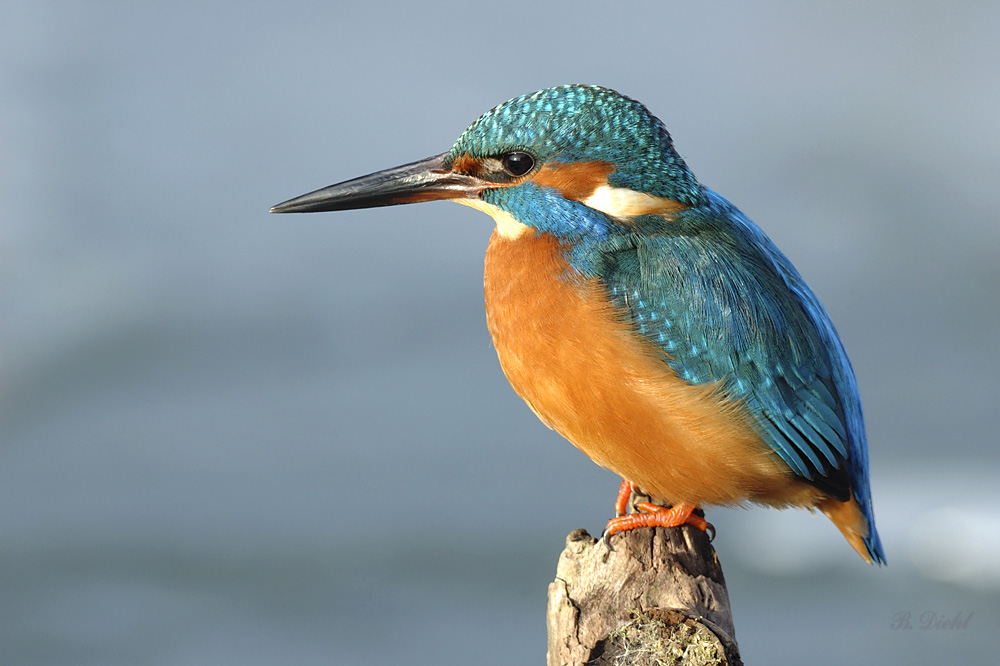 Eisvogel im Nachmittagslicht