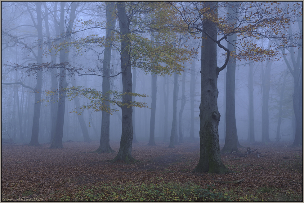 Dämmerung im Wald...