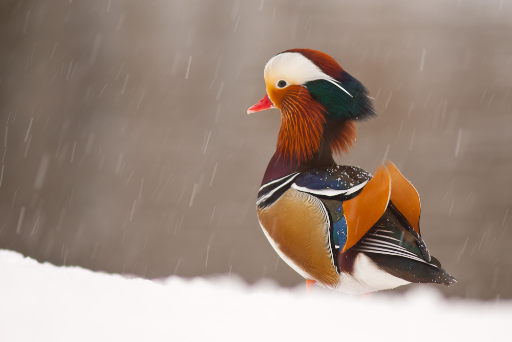 Wann schneits denn mal wieder so schön