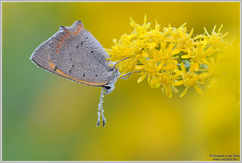 Kleiner Feuerfalter (Lycaena phlaeas)