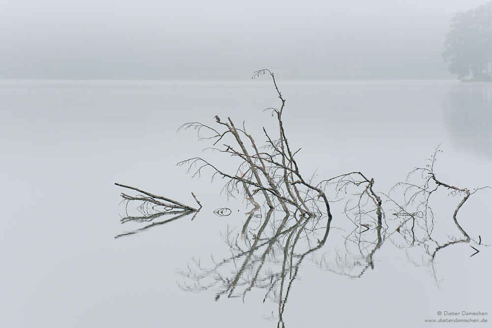 Eisvogel