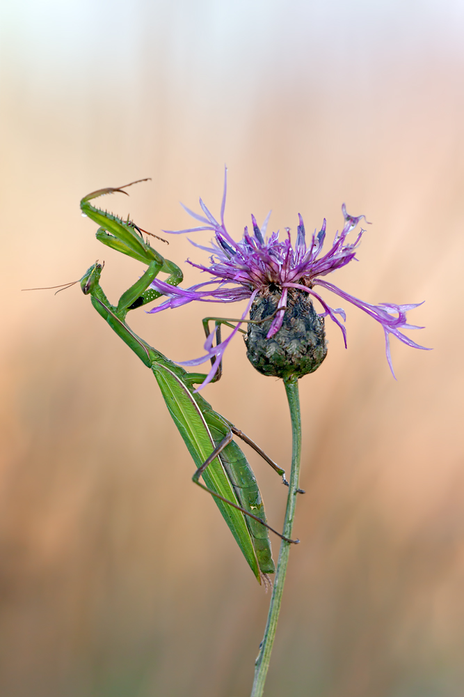 Mantis religiosa