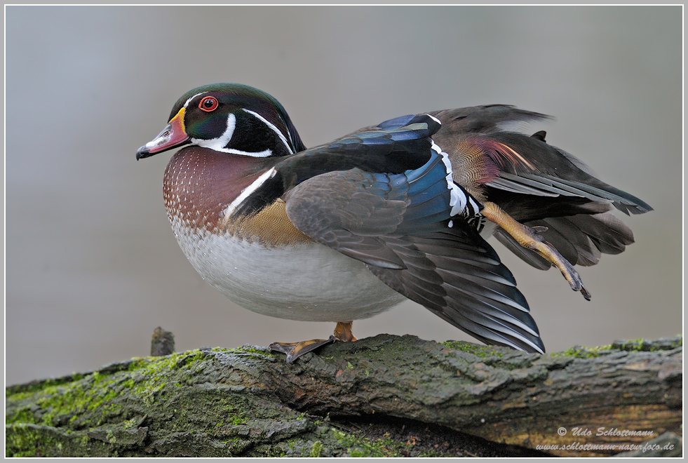 Brautentenerpel beim Stretching (wildlife)