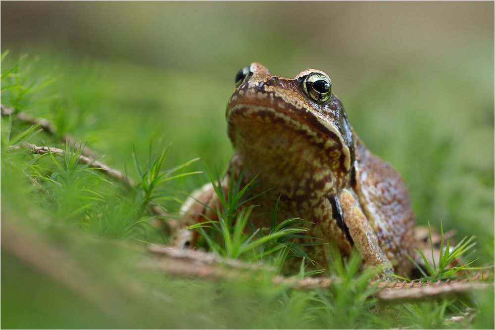 Grasfrosch