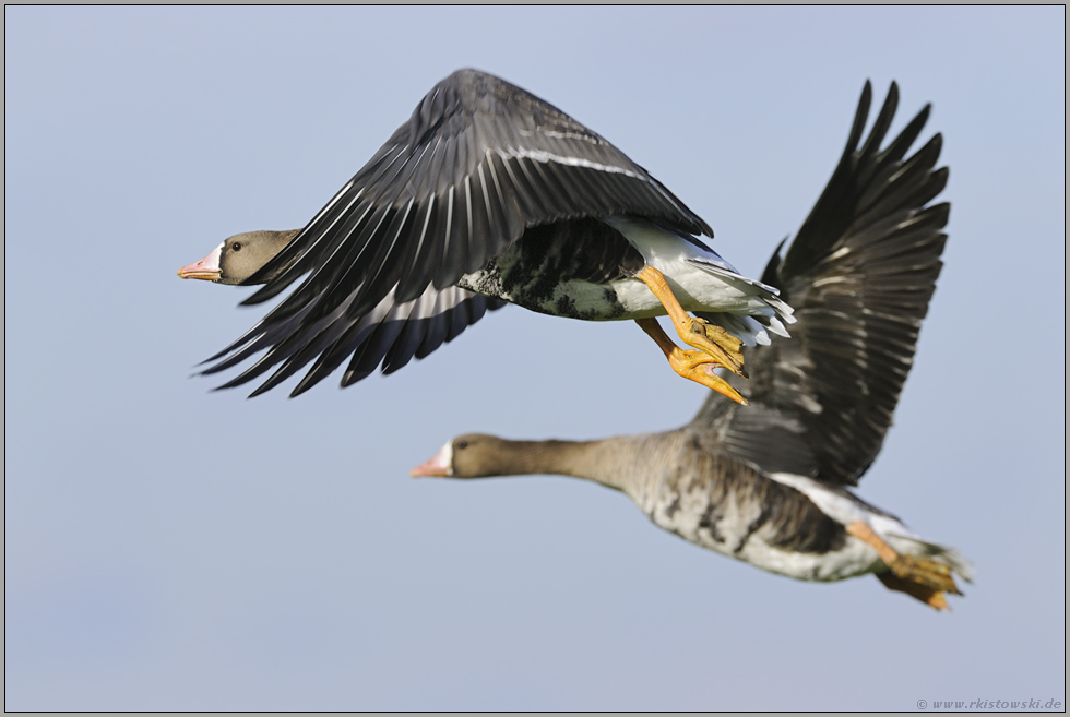 im Überflug... Blässgänse *Anser albifrons*