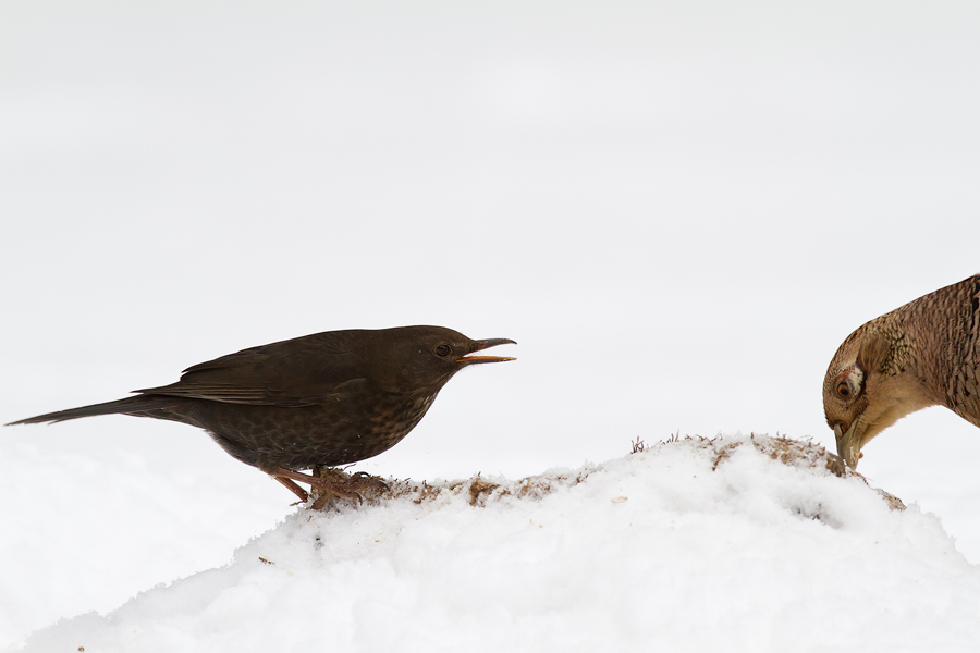 ungleiche Nahrungskonkurrenten an der Winterfütterung II