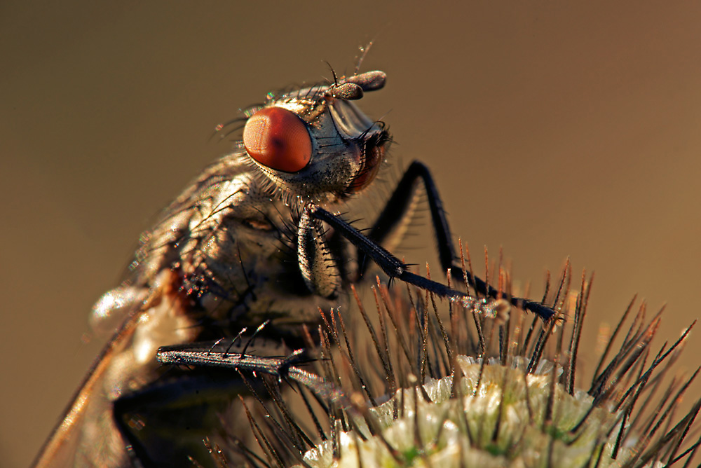 Schmeißfliege