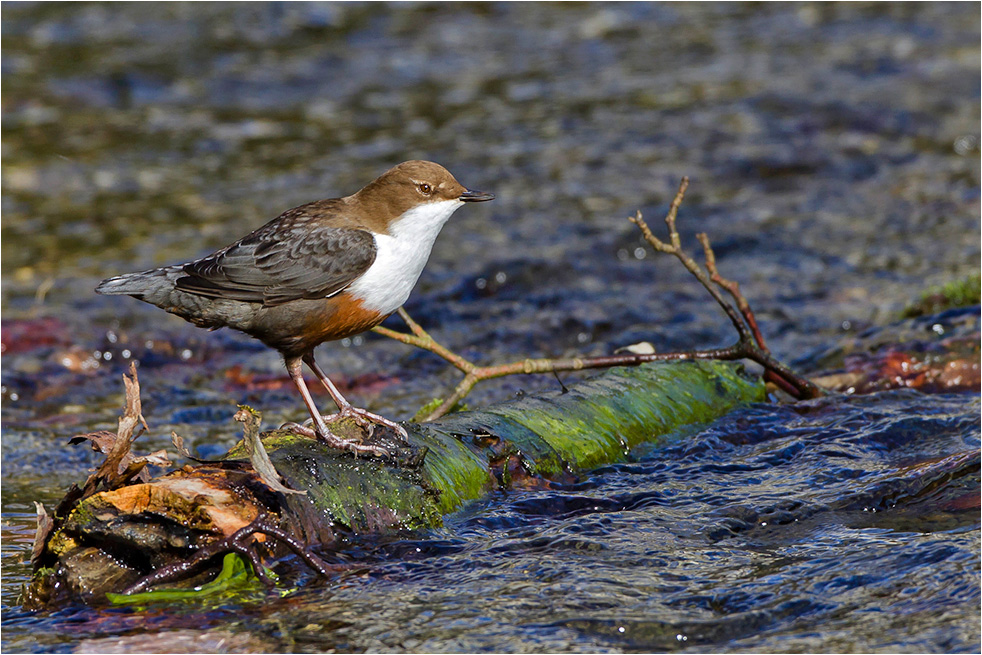 Wasseramsel in ihrem Lebensraum