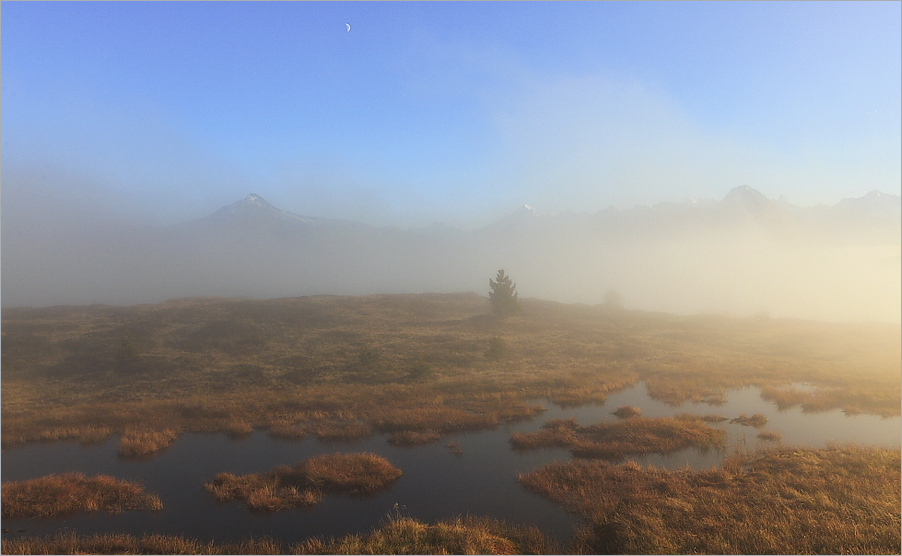 Nebel im Hochmoor