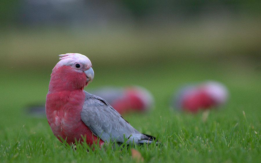 Galah ( Cacatua roseicapilla )