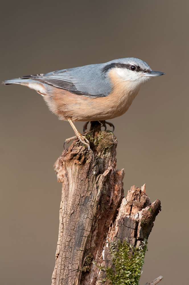 Kleiber (Sitta europaea)