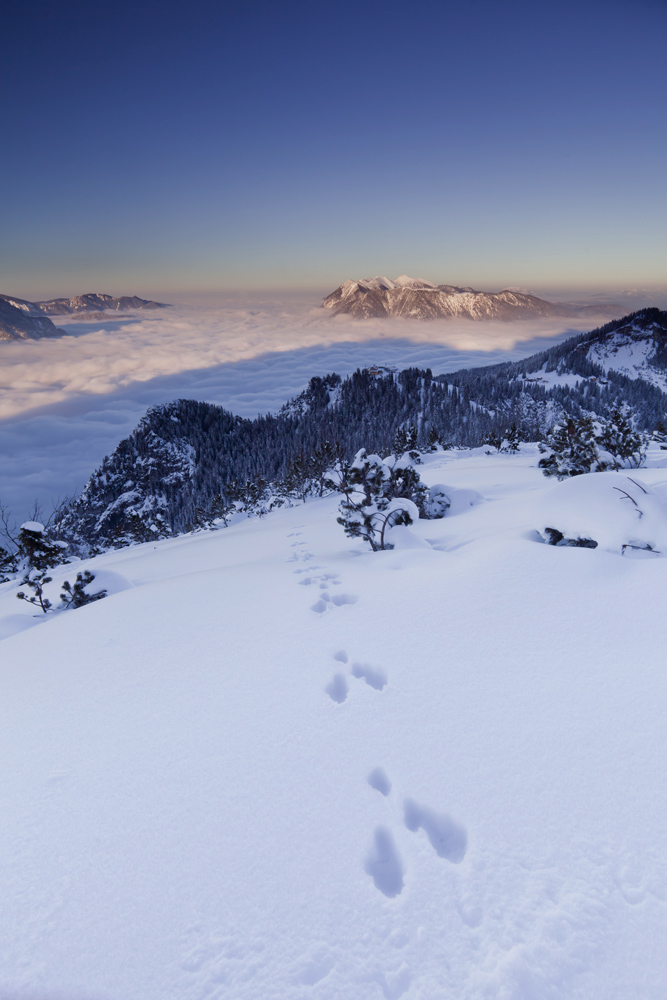 Spur im Schnee