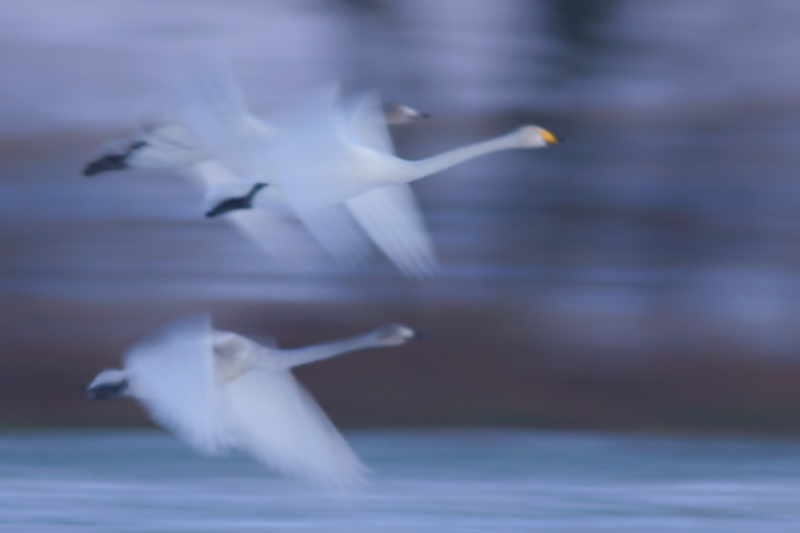 Der Flug der Singschwäne